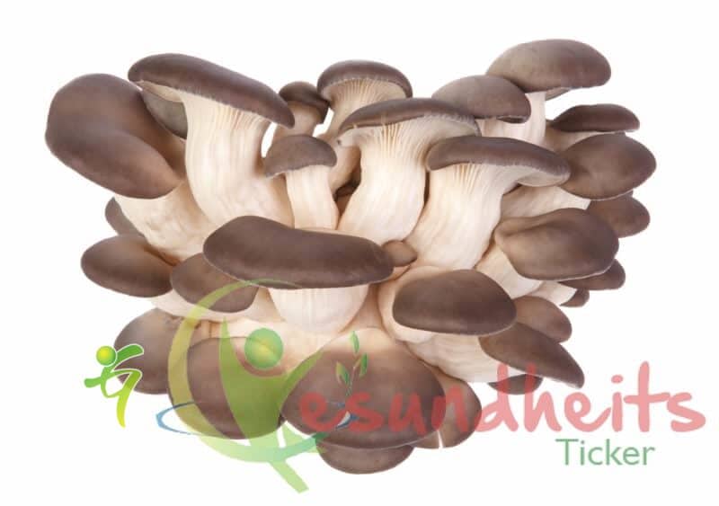 Austernpilz (Pleurotus ostreatus)