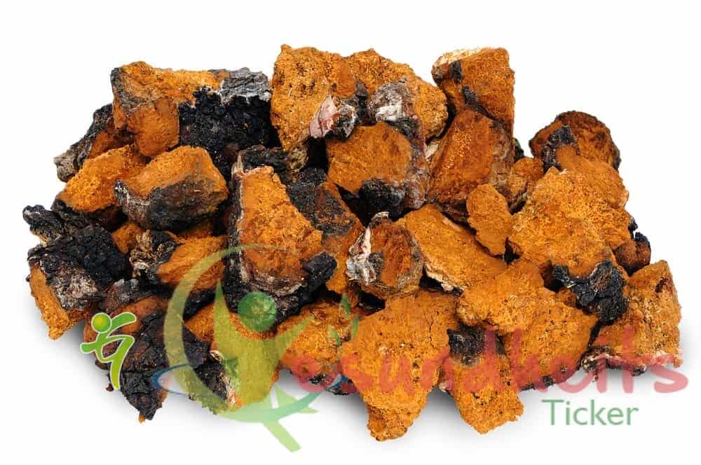 Chaga (Inonotus obliquus) – Der Power-Pilz aus dem Norden!