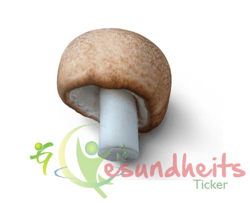 Mandelpilz (Agaricus blazei Murrill) – Die Immunstärkung aus dem Regenwald!